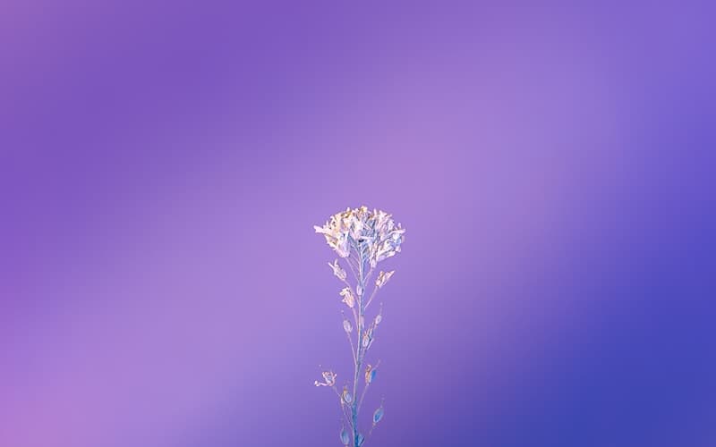 Full Purchase Support