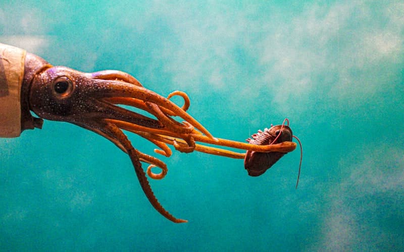 Nazaré Big Wave Experience