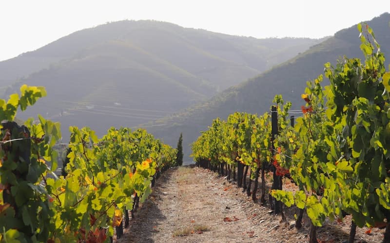Douro Valley Wine Day Trip